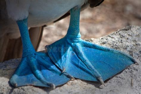 Closeup Of Blue Footed Booby S Feet In The Stock Photo Image Of