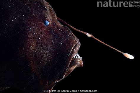 Nature Picture Library Bioluminescent Anglerfish Cryptopsaras Couesi