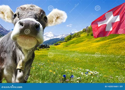 Cow In Swiss Mountains Ntains Stock Photo Image Of Alps Hill 142051668