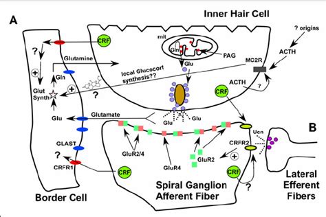 Crf Signaling And Hpa Effects On The Cochlear Afferent Synapse A Crfr1