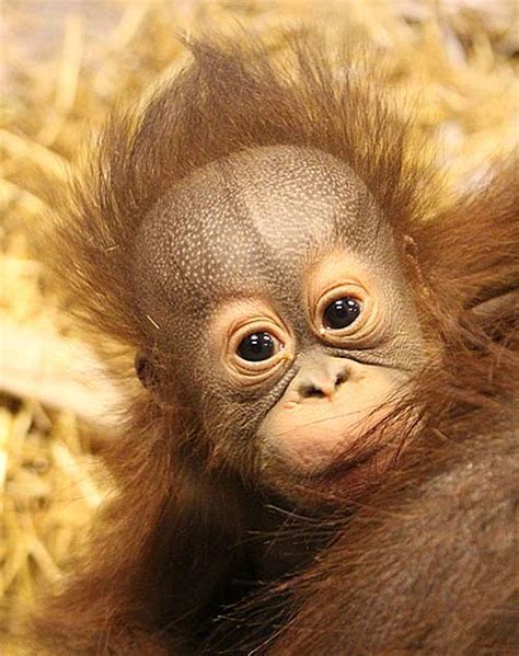 Baby Orangutans Enjoy The Early Years With Mom Baby Animal Zoo
