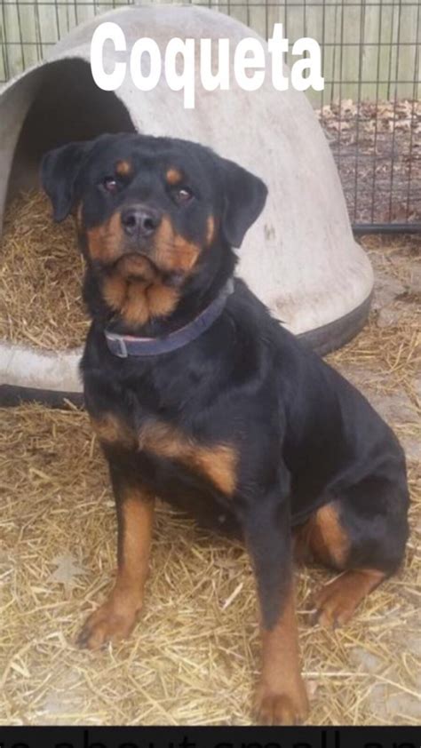 We are a rottweiler breeder directory that shares rottweiler news, stories, and pictures. Rottweiler Puppies For Sale | Richmond, VA #273324