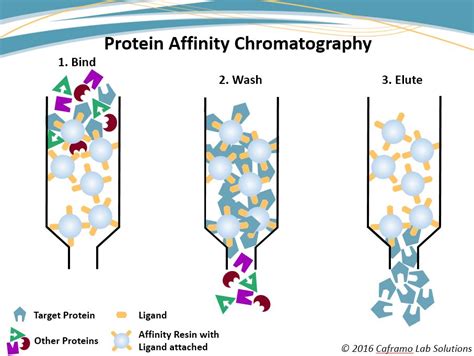Protein Affinity Chromatography Caframo Lab Solutions