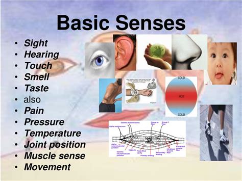 Ppt Special Senses Powerpoint Presentation Free Download Id