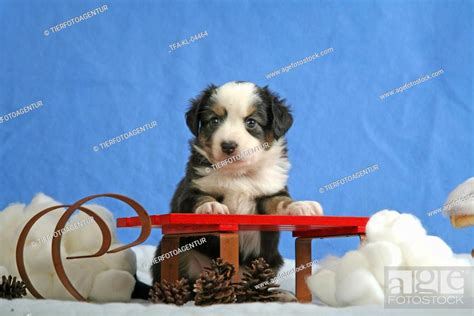 Miniature Australian Shepherd Puppy Stock Photo Picture And Rights