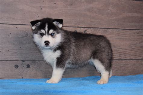Here are some from nearby areas. Ellie - puppy AKC Siberian Husky for sale near Nappanee ...