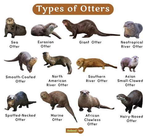 different types of otters are shown in this chart with the names and