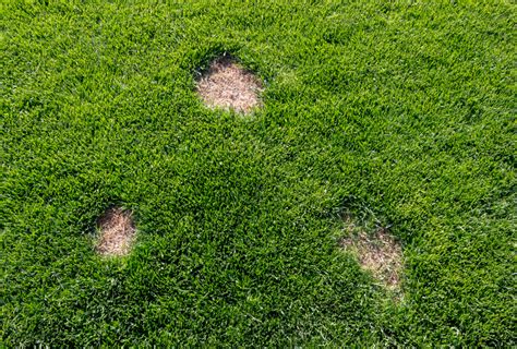 Simple Steps To Battle The Brown Spots On Your Lawn