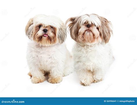 Two Shih Tzu Breed Dogs Sitting Together Stock Image Image Of