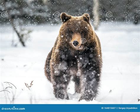 Brown Bear Running In The Snow In The Winter Forest Front View