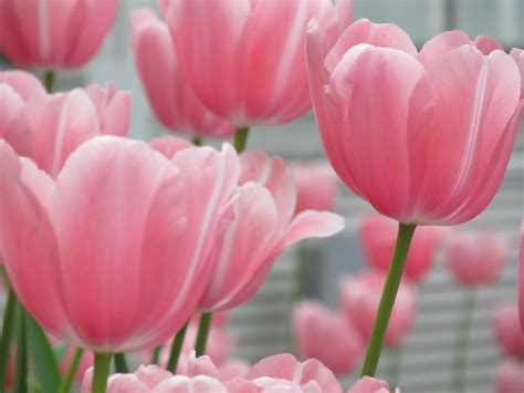 Chapel funeral providers is committed to providing the highest level of care to both the decedent and their families. Tulips at the Spring flower show at the Conservatory in St ...