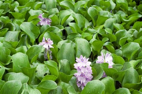 Managing Water Hyacinths How To Control Water Hyacinth