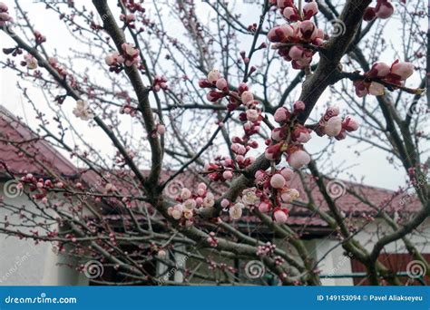Apricot Tree In Bloom Stock Photo Image Of Blooming 149153094