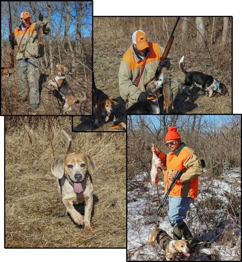 Rabbits And Beagles—an Old Hunt Made New Nssf Lets Go Hunting