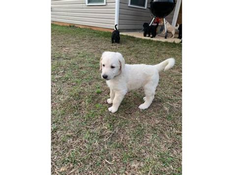 They make excellent house dogs, interact well with children, and get along with other animals. Full size Double Doodle Puppies up for sale in Atlanta ...