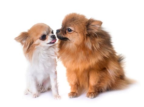 Premium Photo Pomeranian Spitz And Chihuahua