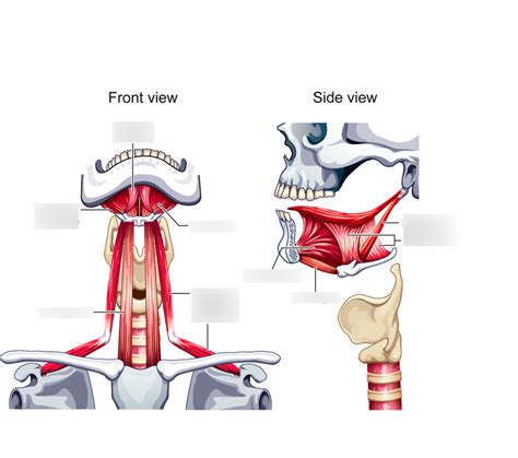 Ch Supplementary Laryngeal Muscles Diagram Quizlet