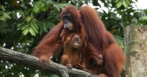 Animals And Zones Singapore Zoo