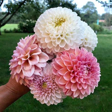 You Only Need S Few Dahlias To Make An Impactful Bouquet