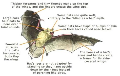 Infographic Bat Facts 1st Grade Pinterest