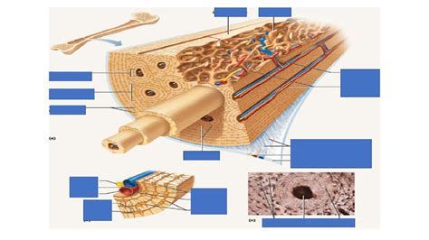 Microscopic Structure Of Compact Bone Diagram Quizlet