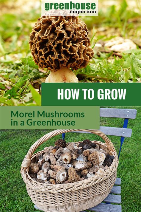 How To Grow Morel Mushrooms In A Greenhouse Greenhouse Emporium