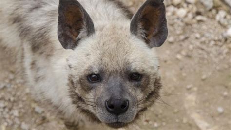 Bbc Earth The Hyena That Made Its Home In A Wolf Pack