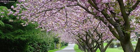 Elephant head wildflower paper facebook cover photo. Pink Cherry Trees Timeline Cover for Facebook @ann ...