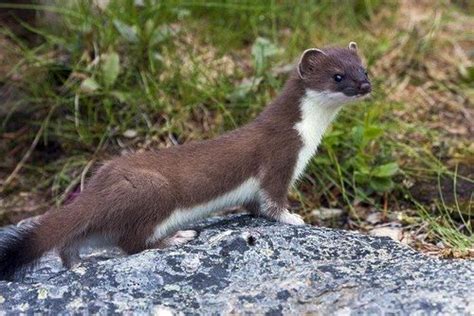 Mink Vs Weasel Everything You Need To Know About These Cute Critters