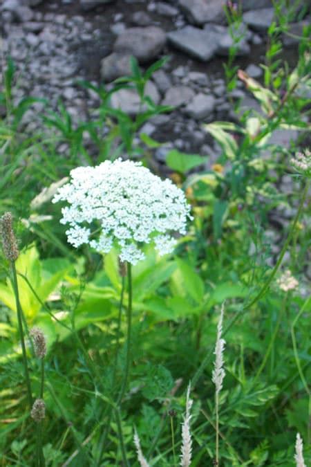 How To Grow Queen Annes Lace Flowers Queen Annes Lace Plants