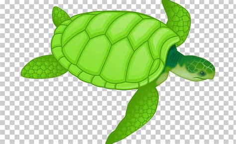 How To Draw A Turtle Art For Kids Hub