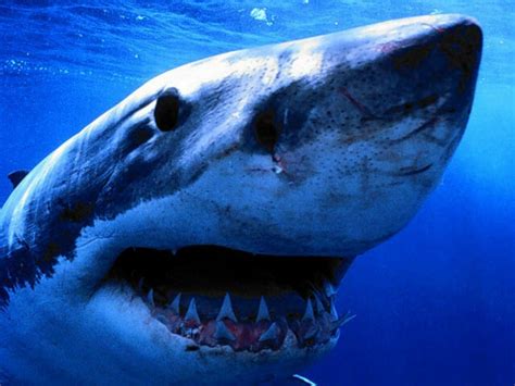 Fond Décran Requin Gratuit Fonds écran Requins Animaux Squales
