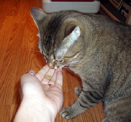 Post pictures of your cats, talk about cats, ask questions, get advice. Tube Feeding in Cats | VCA Animal Hospital
