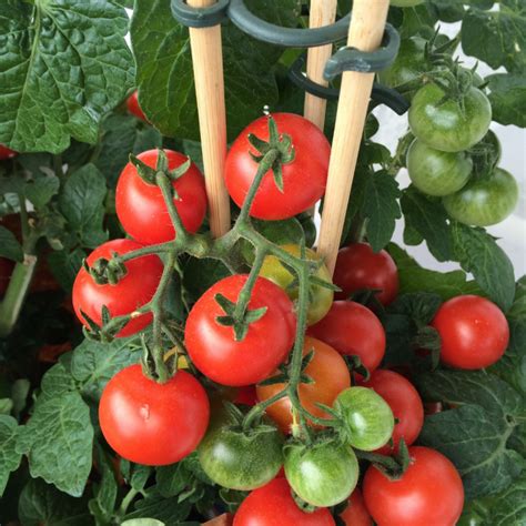 Pruning Tomato Plants Farmers Co Op