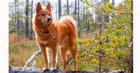 Cão Parecido Com Raposa