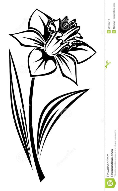 Drawings Of Daffodils Free Download On Clipartmag