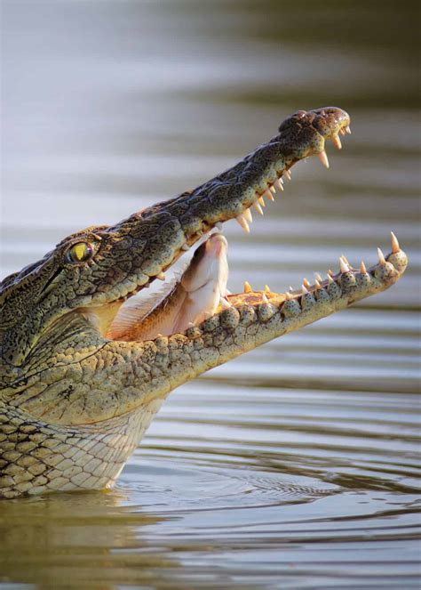 31 Facts About Africas Nile Crocodile Crocodylus Niloticus