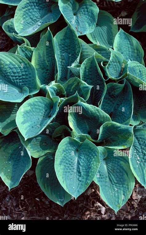 Hosta Frances Williams Hi Res Stock Photography And Images Alamy