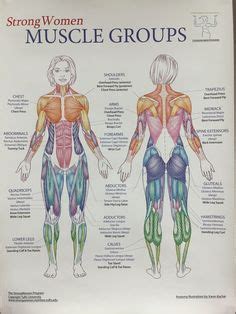 More specifically, this beautifully illustrated anatomy chart includes neck and shoulders, multiple views of the back and spine, and frontal views of each muscular extremity of the human body. Finally, a muscle chart for the woman's body with major muscle groups clearly defined. | Fitness ...