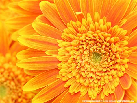 Download Orange Flowers Wallpaper By Beverlyt Orange Flower