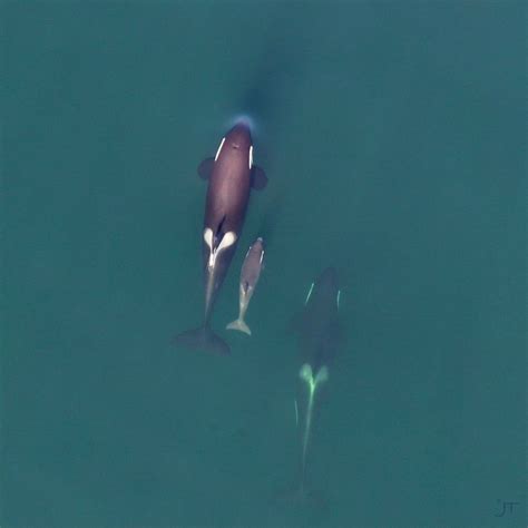 First Orca Baby Of The Year In Bc Named Nenakw Ctv News