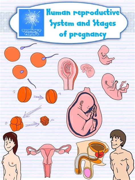 the human reproductional system and stages of pregnancy