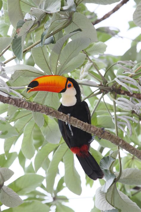 Brazil Ecoexplorer Nature And Wildlife Tours Birding