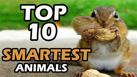 Top 10 Smartest Animals On Earth Youtube