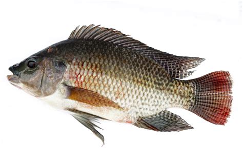 Nile Tilapia Alchetron The Free Social Encyclopedia