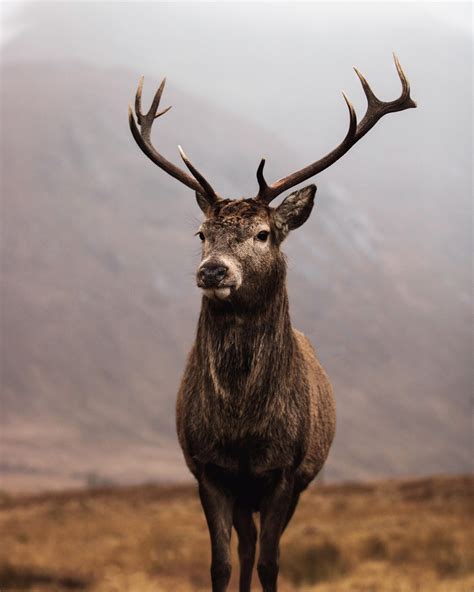 Red Stag Glencoe 🏴󠁧󠁢󠁳󠁣󠁴󠁿 Rwildlifephotography