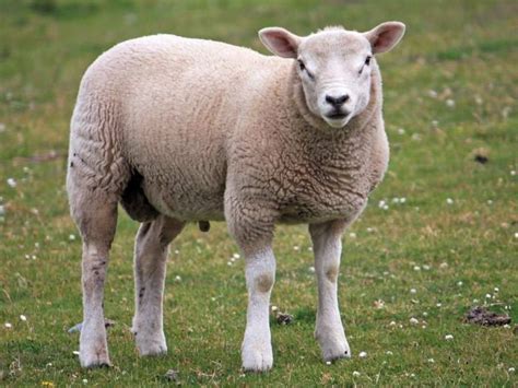 Domestic Sheep Nickelodeon Animals Wiki Fandom