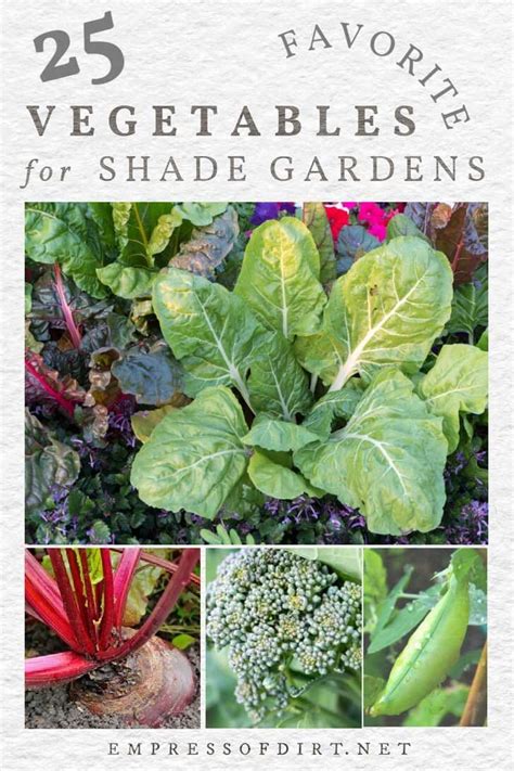 25 Vegetables You Can Grow In Shade — Empress Of Dirt