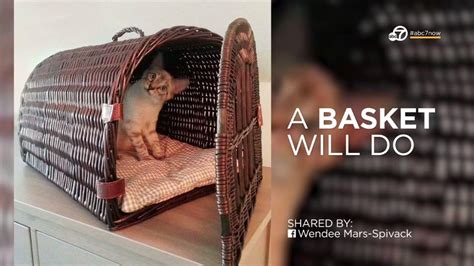 By leaving the carrier out in your house and by placing familiar bedding, food, and toys inside, your cat will be able to explore the carrier on. DIY: How to make a pet carrier in case of emergency ...