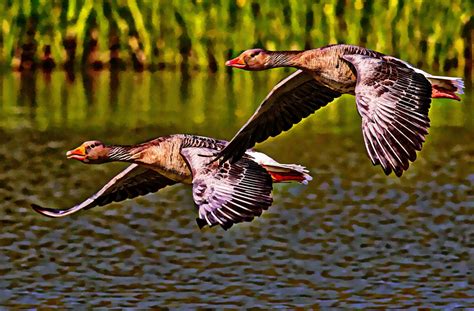 Flying Geese Free Stock Photo Public Domain Pictures